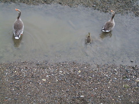 Greylag Geese are proud parents Greylag Geese with gosling. Birds,Geese,Gosling,Greylag Goose