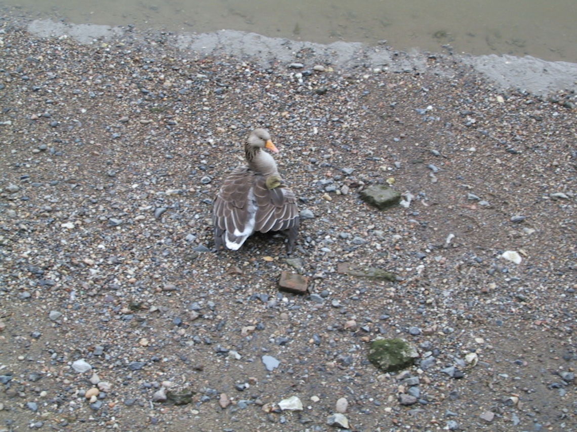 Mother Goose grown an extra head Mother Goose gives shelter to her little gosling.<br />
 Birds,Goose,Gosling,Greylag Goose