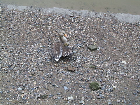 Mother Goose grown an extra head Mother Goose gives shelter to her little gosling.
 Birds,Goose,Gosling,Greylag Goose
