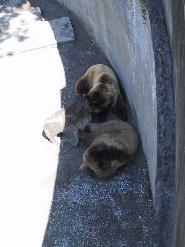 Sleeping bears Taken in Berne, Switzerland Bear,Brown Bear,Ursidae