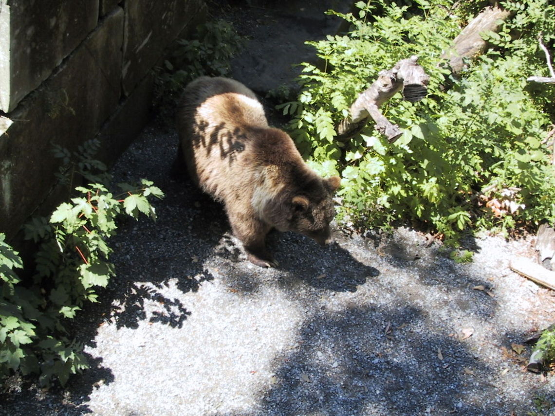 Brown Bear Taken in Berne, Switzerland Bear,Brown Bear,Ursidae