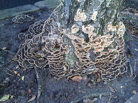 Urban Decay A tree in my local street was cut down a while back leaving just a stump. Looks like a fungus has got in and colonised it. Now it is just a mass of mushroom fruits. Fungus,Geotagged,Mould,Trametes versicolor,Tree root,Turkey tail,United Kingdom