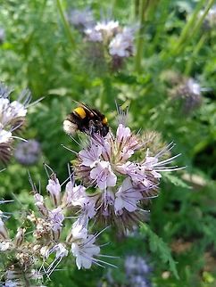 White Tailed Bumblebee on Phacelia  Bombus lucorum,Geotagged,Spring,United Kingdom,White-tailed bumblebee
