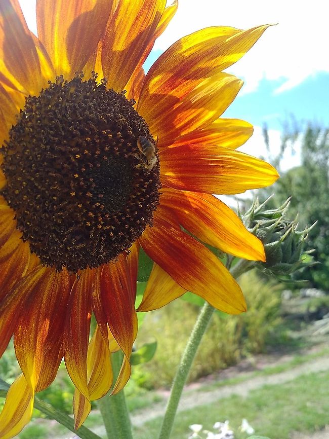 Honey Bee and Sunflower A honey bee from the Allotment Bee hives. Photo taken on my allotment. <a href="https://martin-way-plot30.blogspot.com/2020/07/flower-power.html" rel="nofollow">https://martin-way-plot30.blogspot.com/2020/07/flower-power.html</a><br />
 Apis mellifera,Geotagged,Summer,United Kingdom,Western honey bee