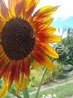 Honey Bee and Sunflower A honey bee from the Allotment Bee hives. Photo taken on my allotment. https://martin-way-plot30.blogspot.com/2020/07/flower-power.html
 Apis mellifera,Geotagged,Summer,United Kingdom,Western honey bee