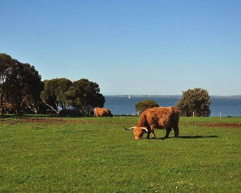 highland cattle highland cattle eat grass in Churchill Island Australia Bos primigenius indicus,Bos primigenius taurus,Cattle,animal,australia,cattle,churchill,highland,island,mammal