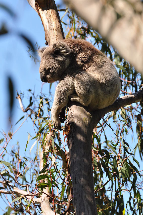koala  koala <br />
 in Churchill Island Australia Koala,Phascolarctos cinereus,animal,australia,bear,churchill island,koala,mammal