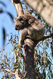 koala  koala 
 in Churchill Island Australia Koala,Phascolarctos cinereus,animal,australia,bear,churchill island,koala,mammal
