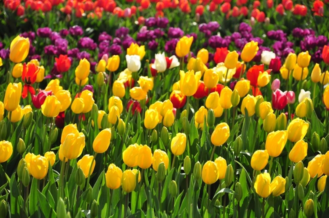 tulip farm tulip farm in melbourne australia farm,flora,flower,garden,tulip