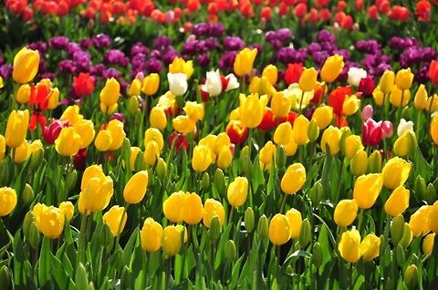 tulip farm tulip farm in melbourne australia farm,flora,flower,garden,tulip