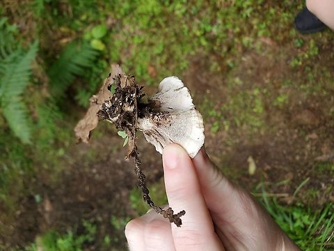 Hydnellum Sp.  Canada,Geotagged,Hydnellum Sp.,Hydnellum spongiosipes,Summer