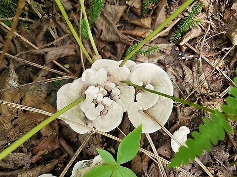 Hydnellum Sp.  Canada,Geotagged,Summer
