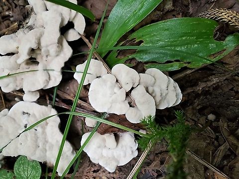 Hydnellum Sp.  Canada,Geotagged,Summer