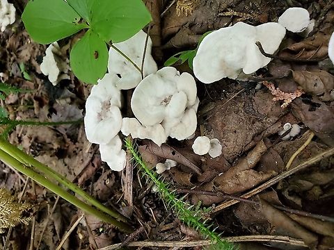 Hydnellum Sp.  Canada,Geotagged,Summer
