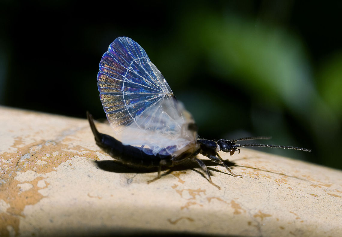 Flight of Earwig insect this tiny Earwig insect rarely can get in flight, its fast flyer and difficult to catch in flight, better way to catch it when ready to fly. Dermaptera,flight,insect,rare