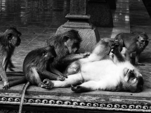 Monkey says monkey do Monkeys on the Temple of the Monkeys @ Indonesia Crab-eating macaque,Geotagged,Indonesia,Macaca fascicularis,Wildlife Animals