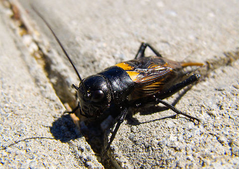 Field cricket in Portugal This little fellow was drowning in the pool... I rescued him and he was very kind to let me take a shot.

It looks like a darth vader bug version Cricket,Geotagged,Gryllus campestris,Portugal