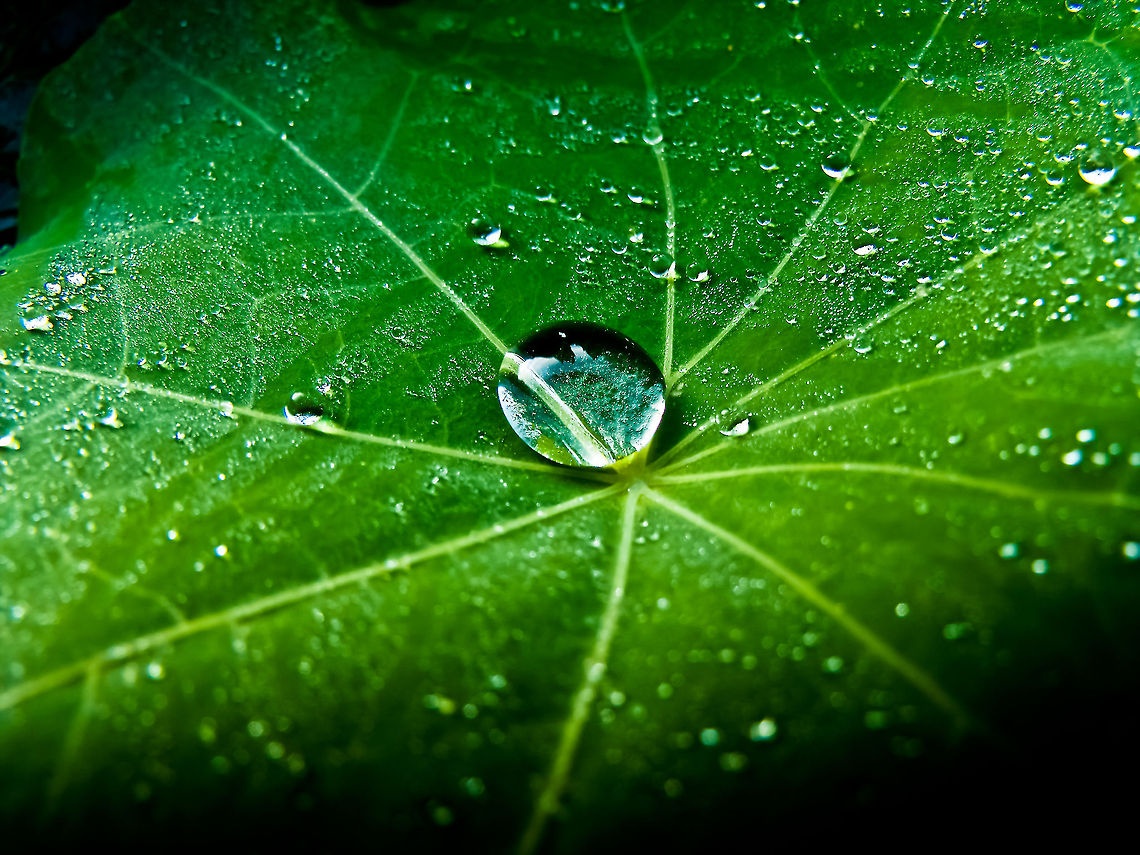 Waterdrop Waterdrop on Leaf Geotagged,Portugal,Waterdrop