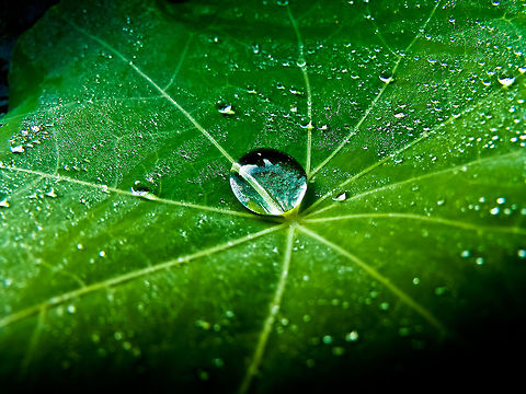 Waterdrop Waterdrop on Leaf Geotagged,Portugal,Waterdrop