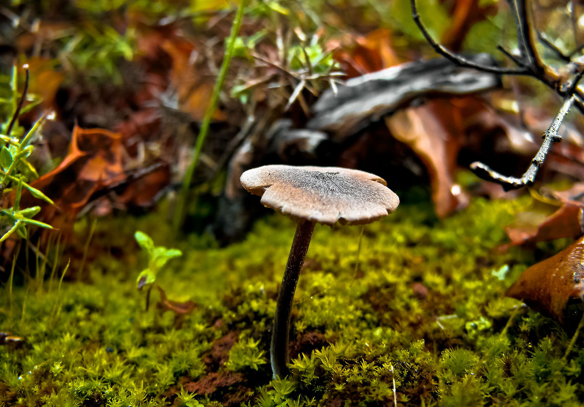 Mushroom Mushroom Geotagged,Portugal,mushroom