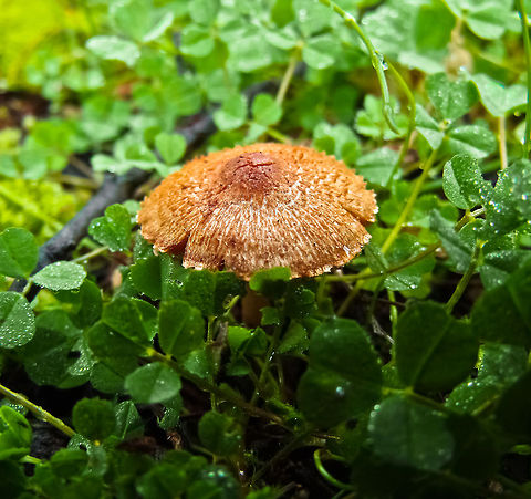 Mushroom Mushroom Geotagged,Portugal,mushroom
