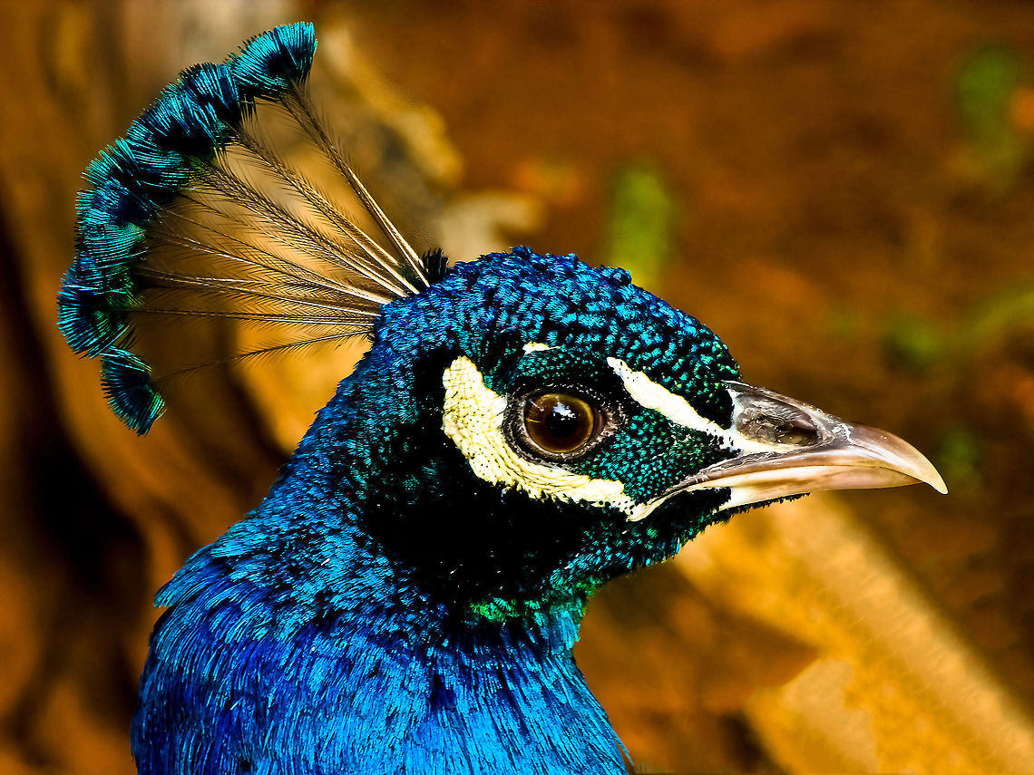 Peacock Peacock portrait Geotagged,Indian Peacock,Pavo cristatus,Peacock,Portugal