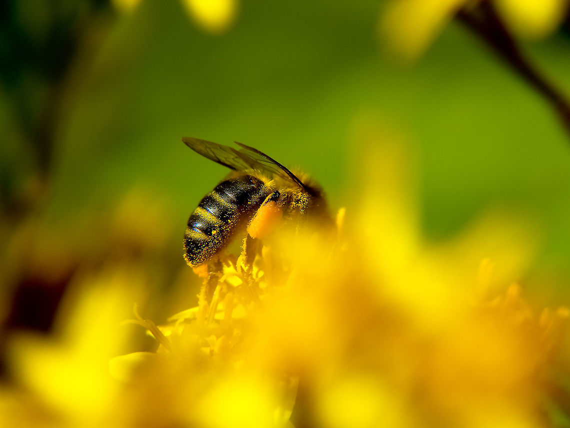 Bee Bee extracting the polen Apis mellifera,Geotagged,Portugal,Western honey bee,bee
