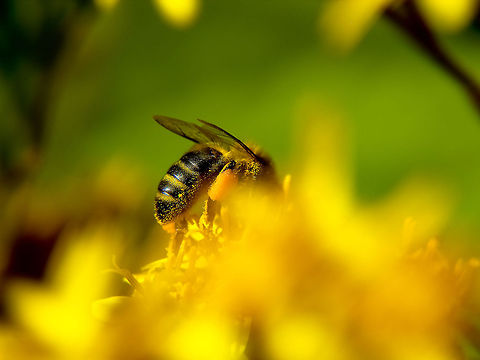 Bee Bee extracting the polen Apis mellifera,Geotagged,Portugal,Western honey bee,bee