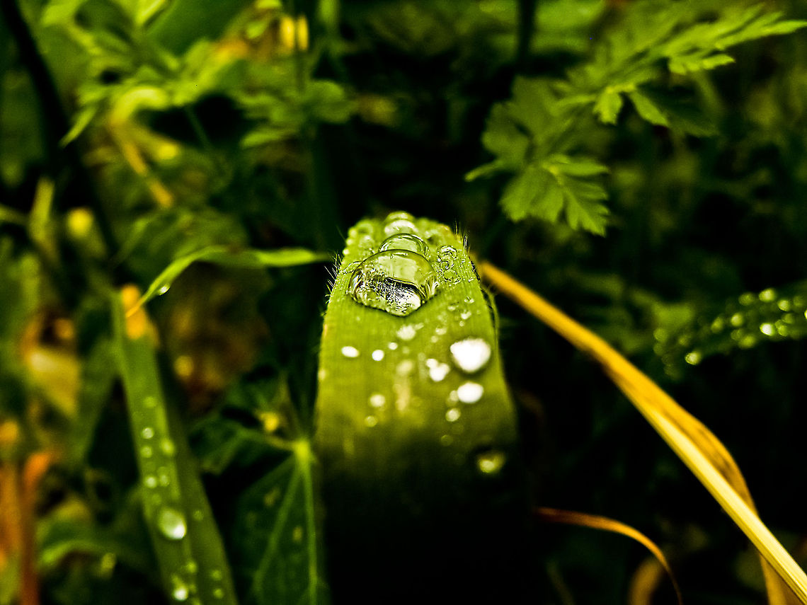 Waterdrops Traffic Jam Waterdrops over leaf waiting for the big one to drop! Geotagged,Portugal,Waterdrop