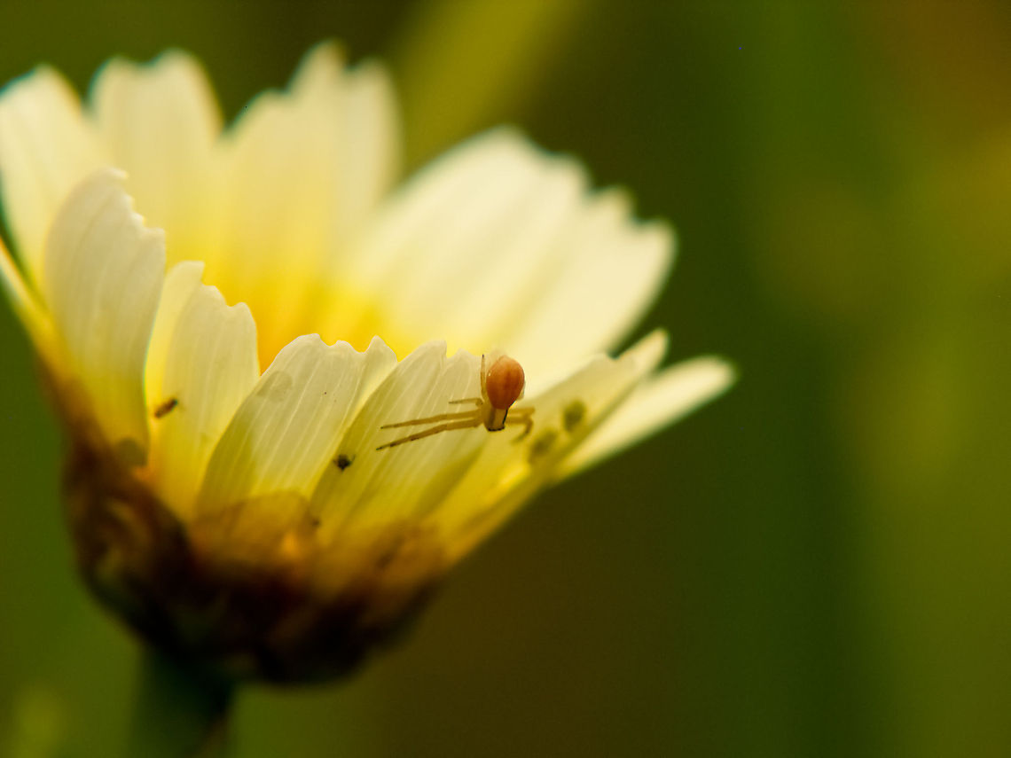 Spider on Daisy Tiny Spider on daisy Geotagged,Portugal,Spider Daisy