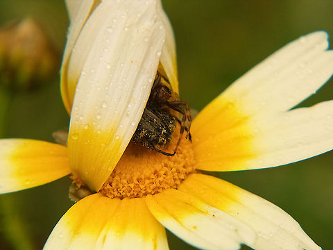 Shelter Spider and scarab share a shelter to protect them from the rain Chrysanthemum coronarium,Garland Chrysanthemum,Garland chrysanthemum,Geotagged,Glebionis coronaria,Portugal,Scarab beetle,Shelter,spider