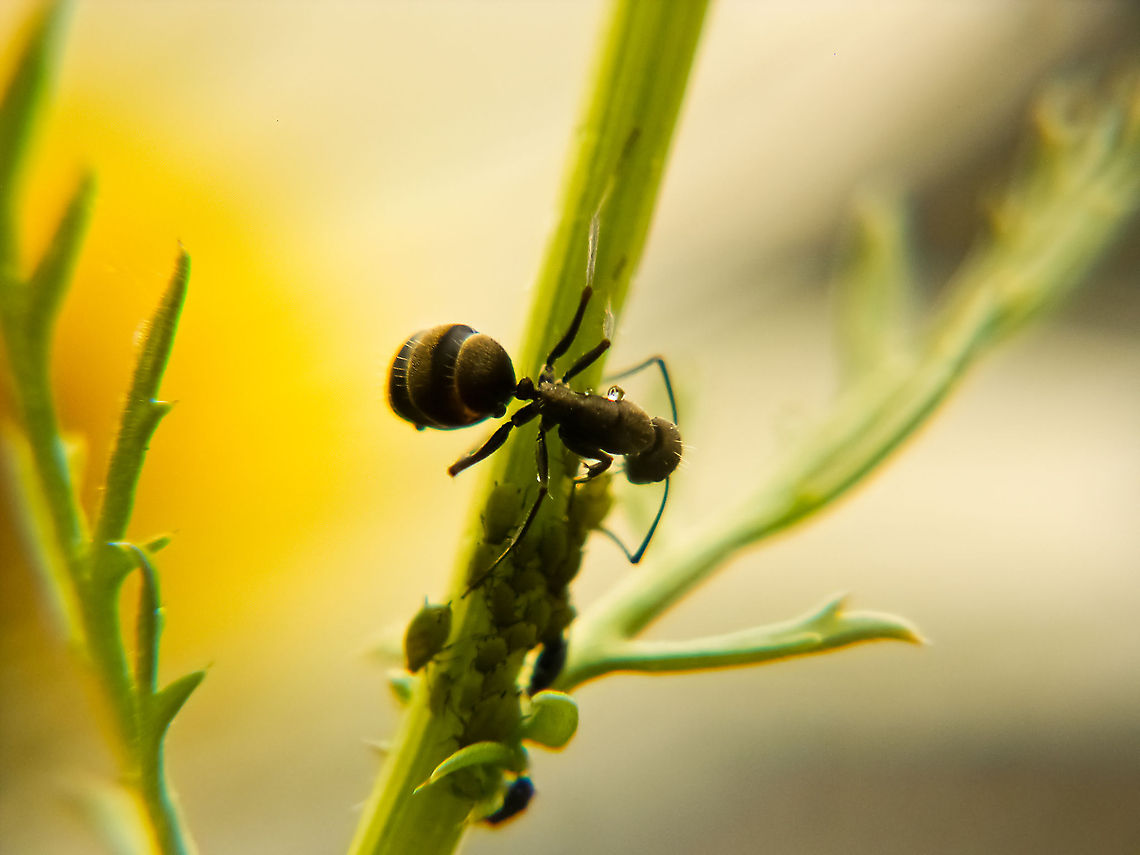 Waterdrop over Ant Ant captured after a shower rain with drops still on it Ant,Geotagged,Portugal,Waterdrop