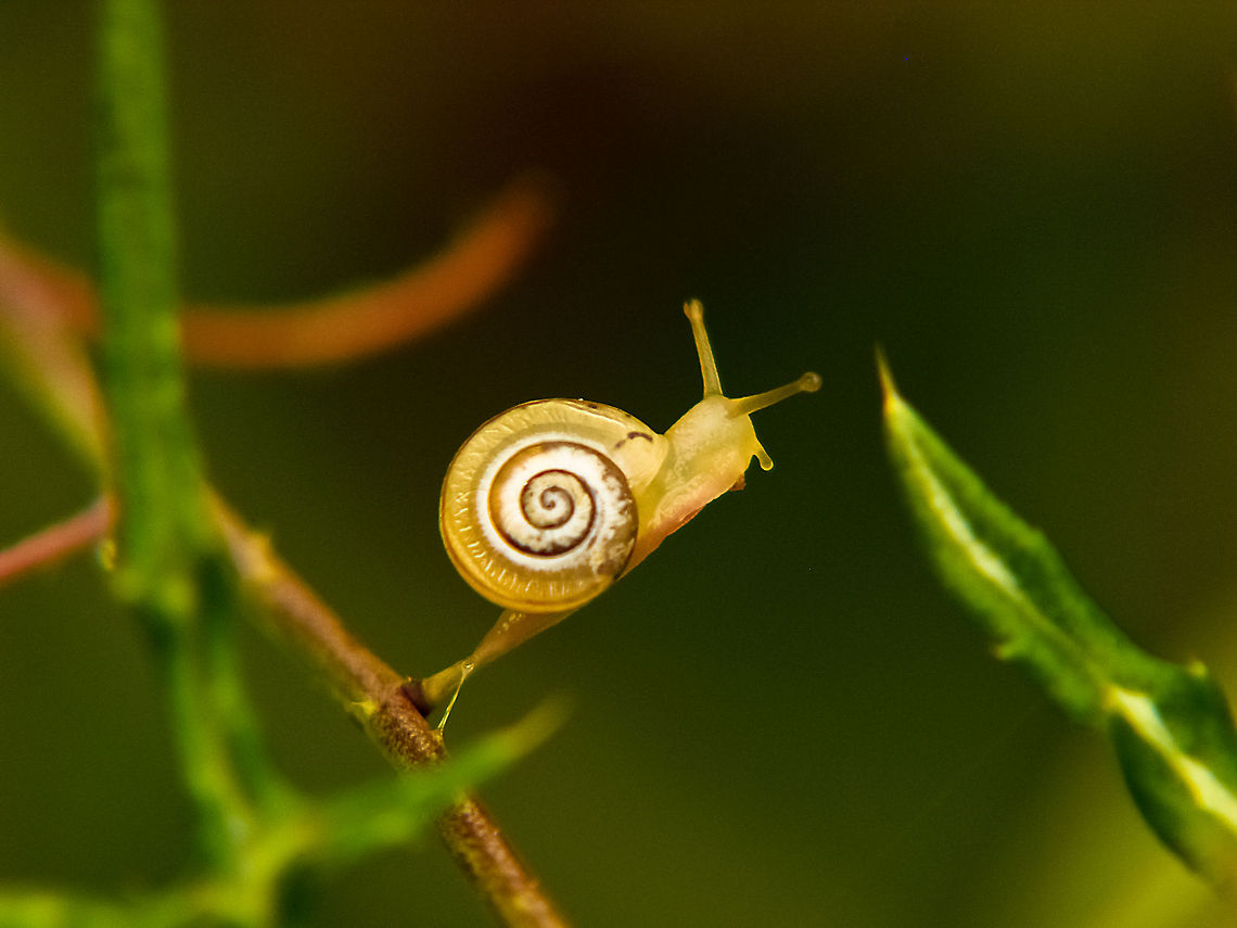 End of the road A snail climbs a tree branch and realizes it reached the end of the road Geotagged,Portugal,Snail
