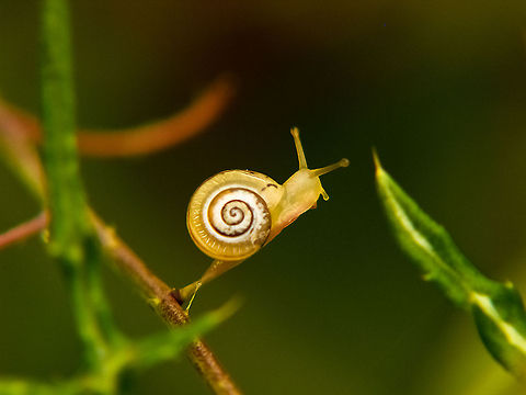 End of the road A snail climbs a tree branch and realizes it reached the end of the road Geotagged,Portugal,Snail