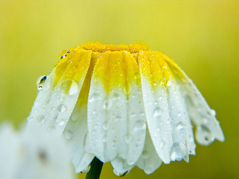 Wet Daisy A daisy had dropped its petals due to a rainy shower Chrysanthemum coronarium,Daisy,Garland Chrysanthemum,Garland chrysanthemum,Geotagged,Glebionis coronaria,Portugal,Waterdrop