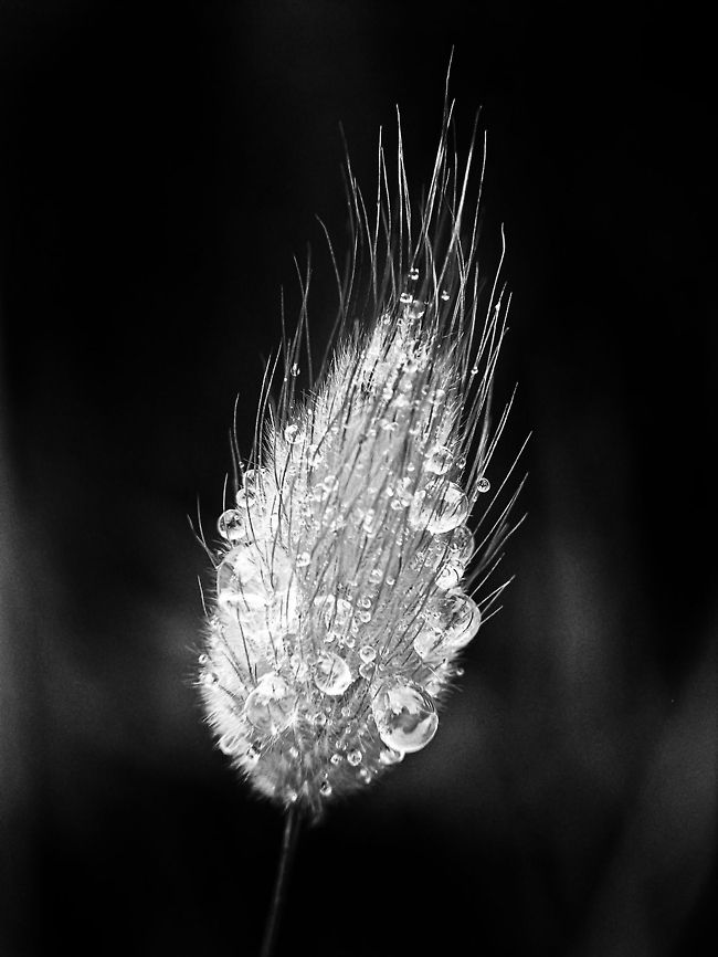 Bubbles After a rainy shower, this plant got covered by waterdrops Geotagged,Hares-tail,Lagurus ovatus,Portugal,Waterdrop