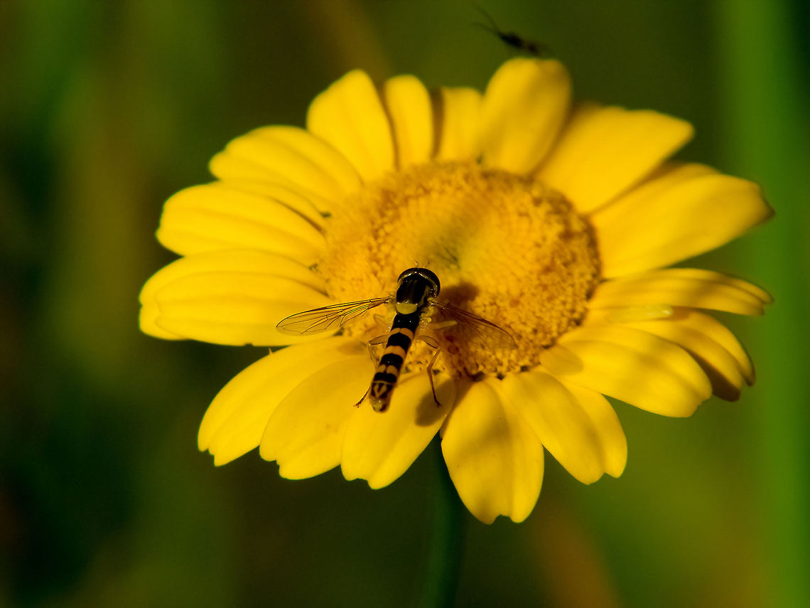 Just landed Hooverfly resting over a daisy Daisy,Geotagged,Hooverfly,Portugal,Sphaerophoria scripta