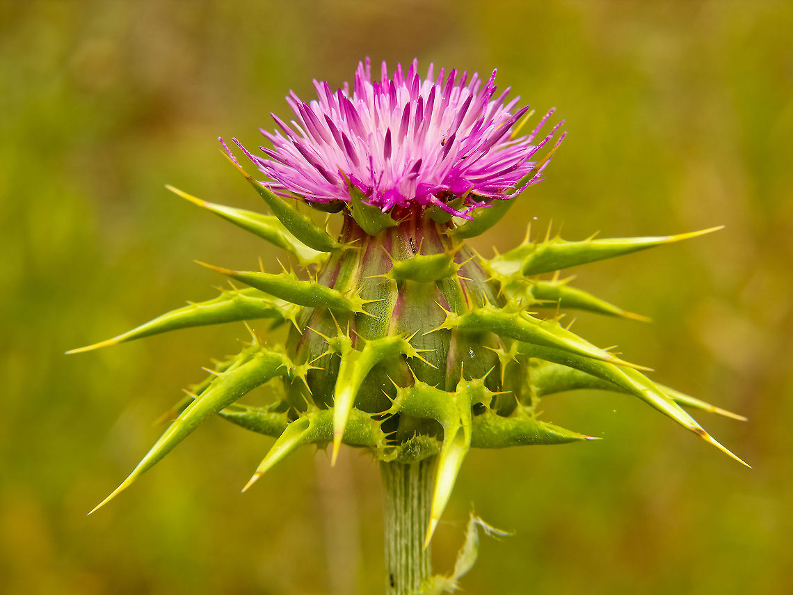 Pink is the new color Pink flower Flower,Geotagged,Milk thistle,Portugal,Silybum marianum