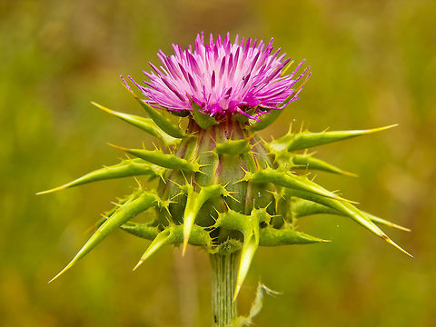 Pink is the new color Pink flower Flower,Geotagged,Milk thistle,Portugal,Silybum marianum