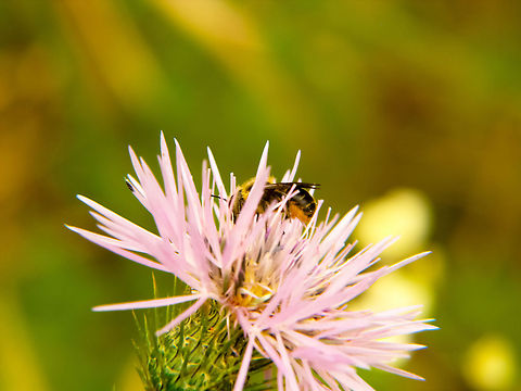 Bee Bee extracting the polen Apis mellifera,Bee,Geotagged,Portugal,Western honey bee