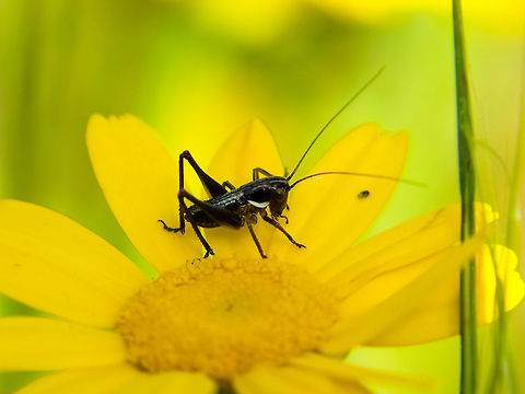 The Black Diablo Eastern Lubber over daisy common knowned by "black diablo" Geotagged,Grasshopper,Portugal