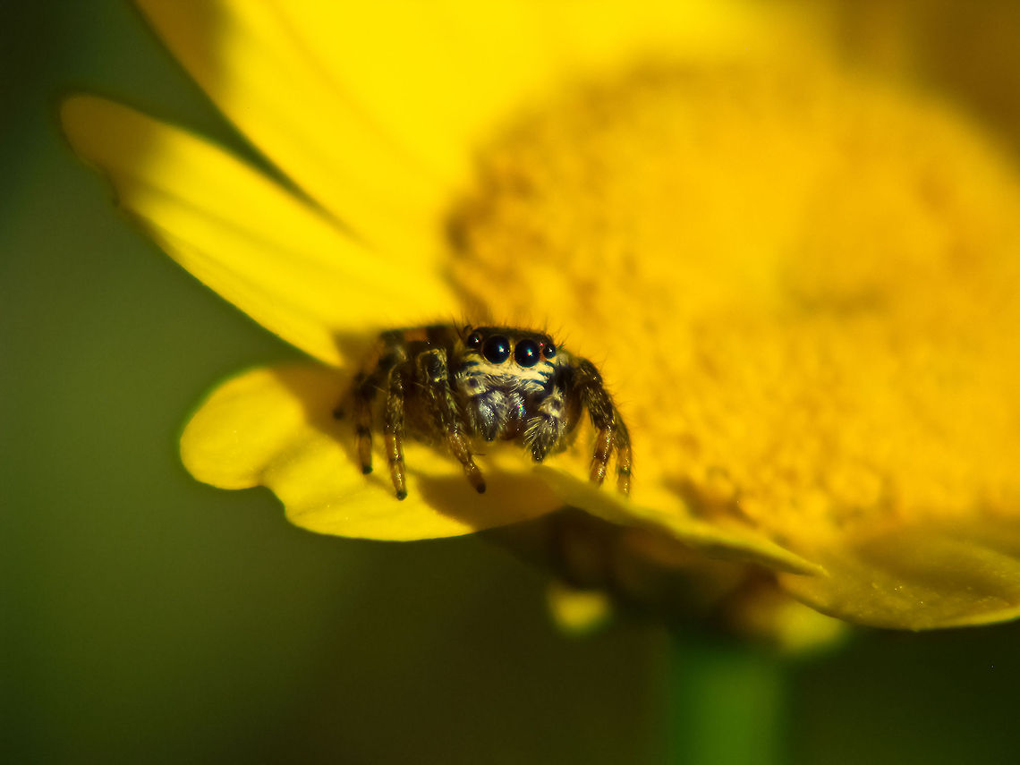 180&ordm; view Jumping spider Geotagged,Jumping Spider,Portugal