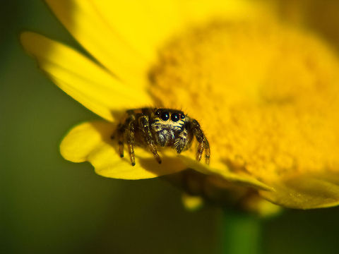 180&ordm; view Jumping spider Geotagged,Jumping Spider,Portugal