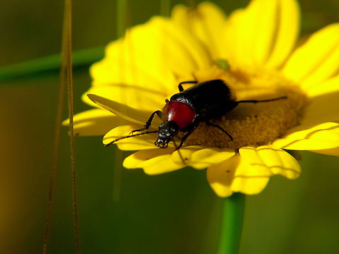 Black & Red black and red beetle over daisy Bug,Geotagged,Heliotaurus ruficollis,Portugal
