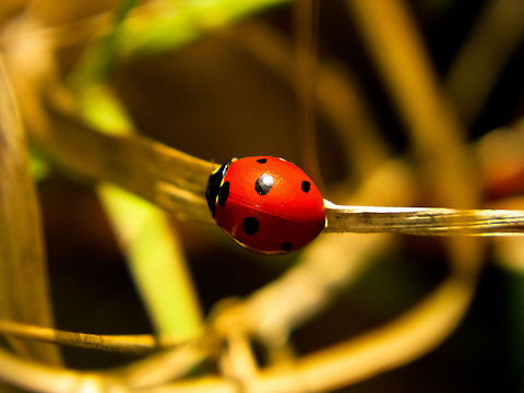 Red dot Ladybird 7-spot Ladybird,Coccinella septempunctata,Geotagged,Portugal