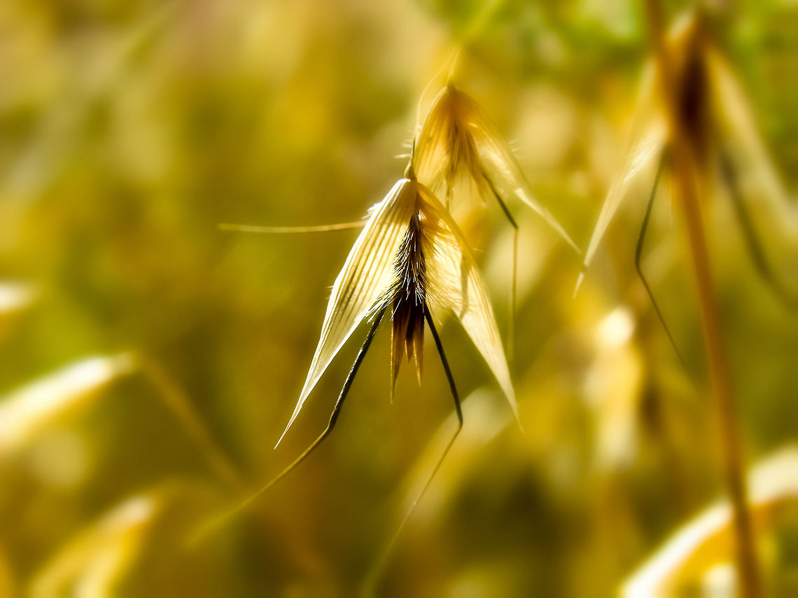 Pattern Baby Wheat Avena fatua,Common Wild Oat,Geotagged,Portugal