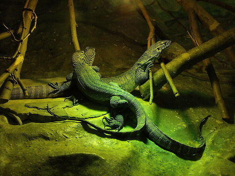 Mangrove Monitor