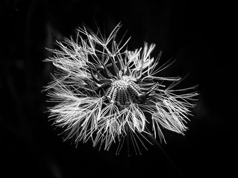 Soft Thorns Dandelion seed head Dandelion,Geotagged,Portugal,Taraxacum officinale