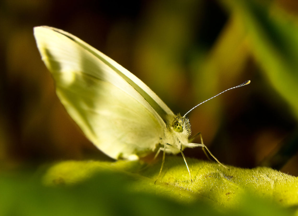 Butterfly White Butterfly Pieris rapae,Small White
