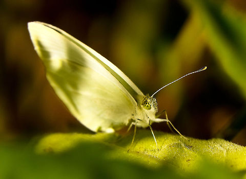 Butterfly White Butterfly Pieris rapae,Small White